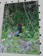 IMG_6475.JPG
